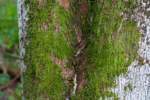 Moss on trunk of tree Stock Photos