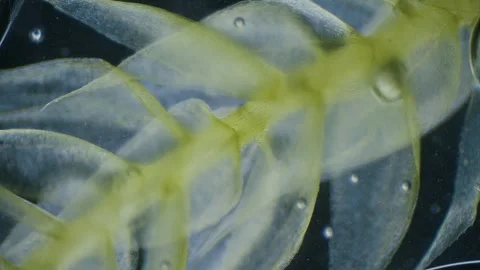 Moss under microscope Stock Footage 291954733