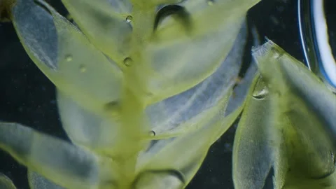 Moss under microscope Stock Footage 291954861