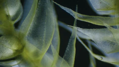Moss under microscope Stock Footage 291955313