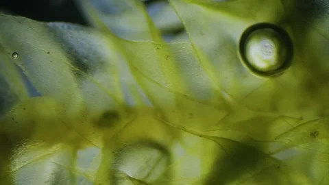 Moss under microscope Stock Footage 291956386