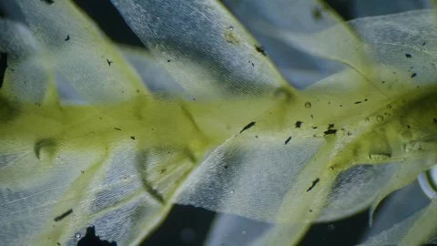 Moss under microscope Stock Footage 291957033