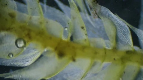 Moss under microscope Stock Footage 291958352