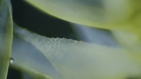 Moss under microscope Stock Footage 291958370