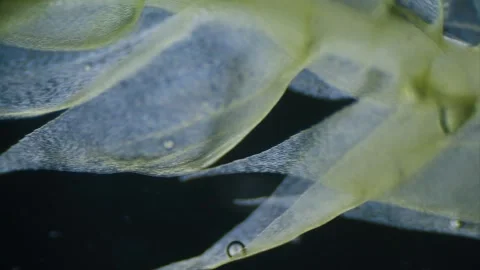 Moss under microscope Stock Footage 291958627