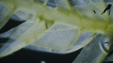 Moss under microscope Stock Footage 291959207