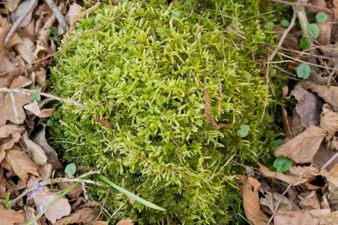 Moss in the underwoods Stock Photos