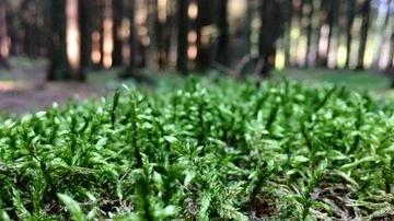 Moss in the Untouched Nature Stock Footage