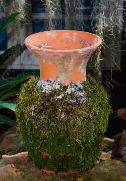 Moss on vase Stock Photos