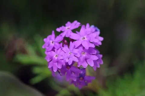 Moss Verbena Stock Photos