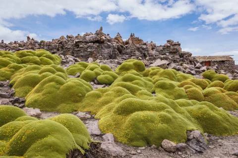 Moss in a viewpoint Stock Photos