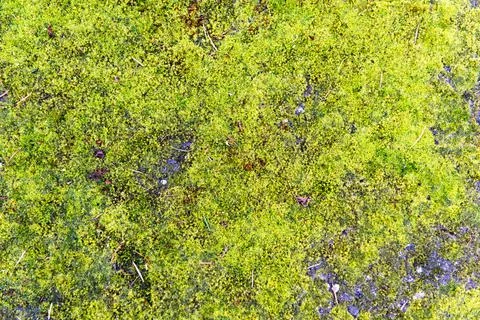 Moss vs. Asphalt Stock Photos
