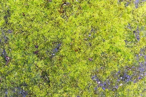 Moss vs. Asphalt Stock Photos
