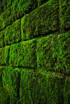 Moss wall background Stock Photos