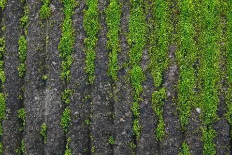 Moss on wall Stock Photos