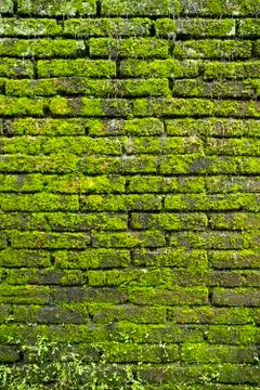 Moss wall Stock Photos