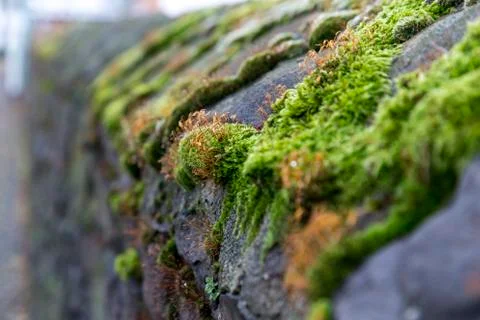 Moss on the wall Stock Photos