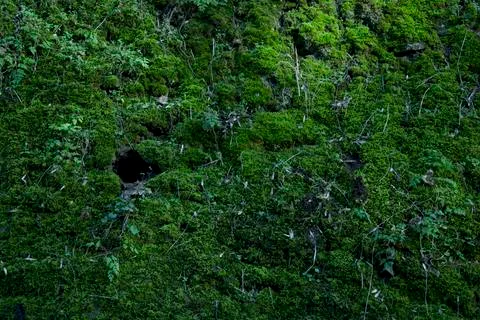 Moss Wall Stock Photos