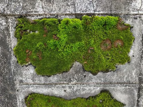 Moss on the wall Stock Photos