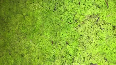 Moss on the wall as a picture Stock Footage 232381674