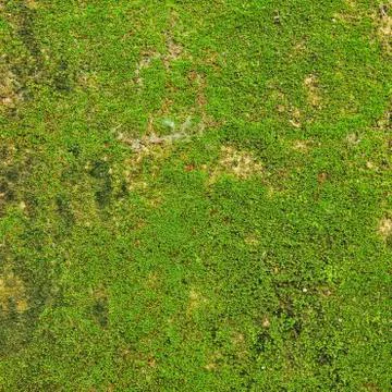 Moss on wall texture background. Stock Photos