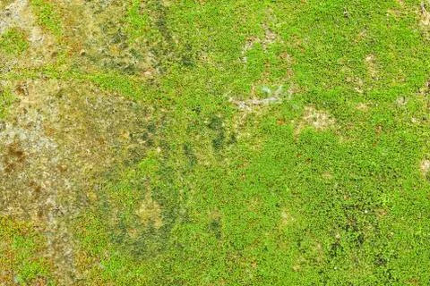 Moss on wall texture background. Stock Photos