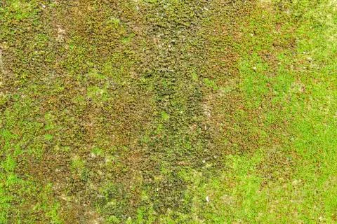 Moss on wall texture background. Stock Photos