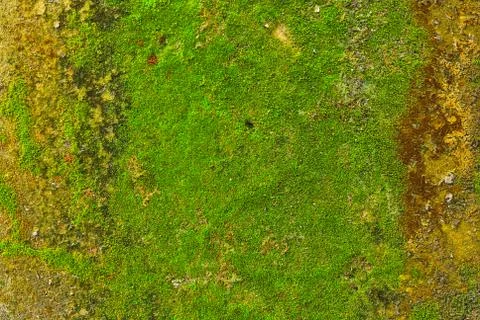 Moss on wall texture background. Stock Photos