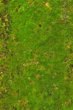 Moss on wall texture background. Stock Photos