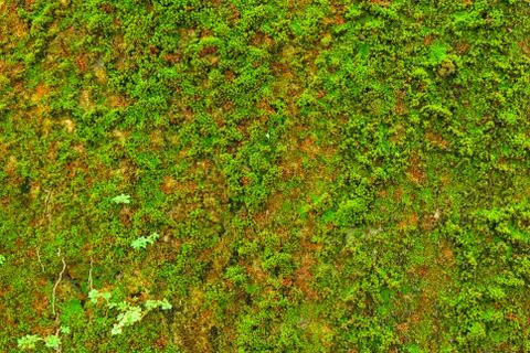 Moss on wall texture background. Stock Photos
