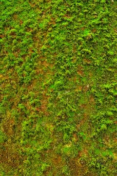 Moss on wall texture background. Stock Photos