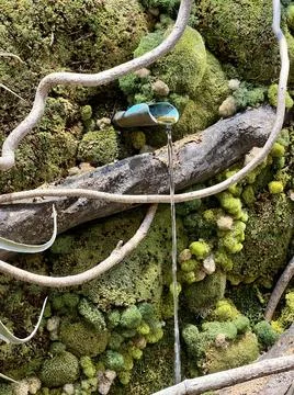 Moss wall with a water drip Stock Photos