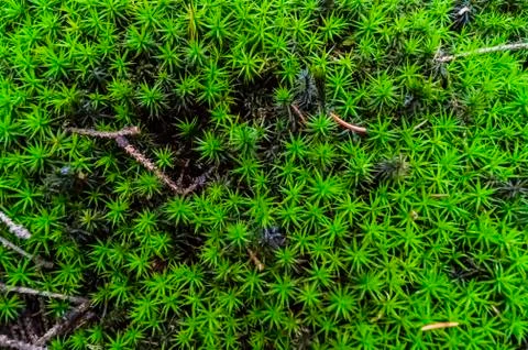 Moss as wallpaper Stock Photos