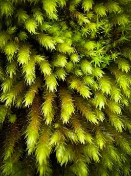 Moss on a walnut tree Stock Photos