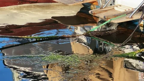 Moss on Water and Water Reflection Stock Footage 237380940