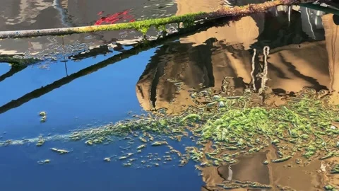 Moss on Water and Water Reflection Stock Footage 237382491