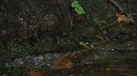Moss Water Drip Stock Footage 41667371