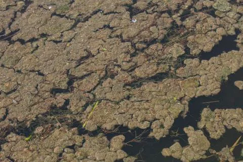 Moss on the water Foto stock