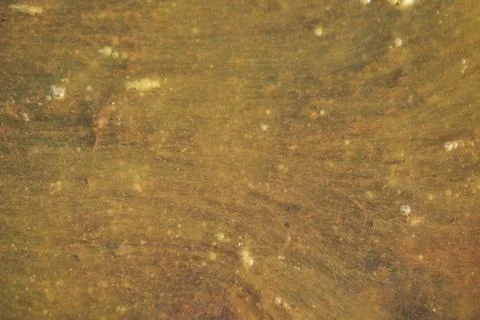 Moss in the water Stock Photos