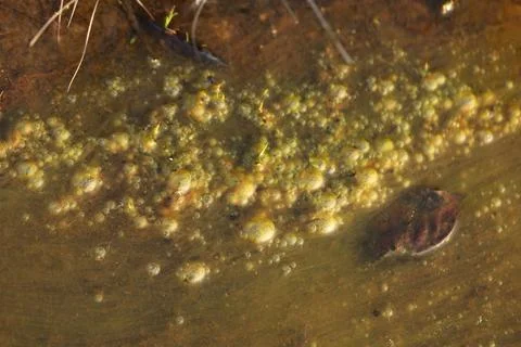 Moss in the water Stock Photos