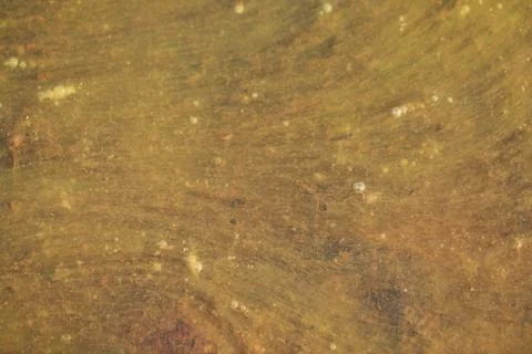 Moss in the water Stock Photos