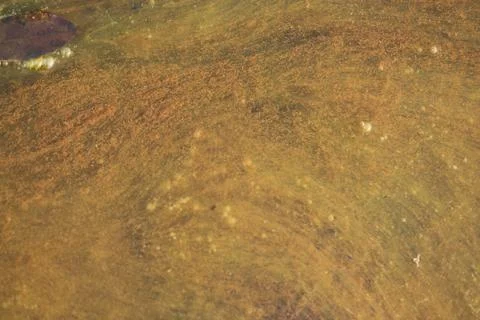 Moss in the water Stock Photos