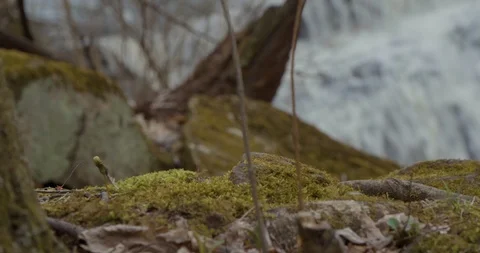 Moss by Waterfall Stock Footage 97368543