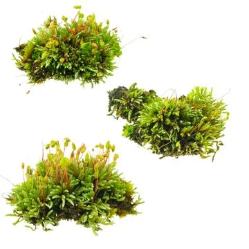 Moss on white isolated background Stock Photos