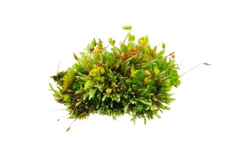 Moss on white isolated background Stock Photos