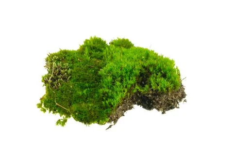 Moss on white isolated background Stock Photos