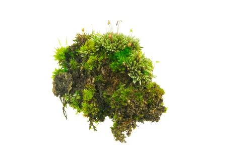 Moss on white isolated background Stock Photos