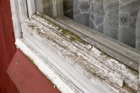 The moss on the window Stock Photos