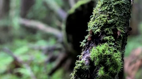 Moss in the wood Video stock 64053786