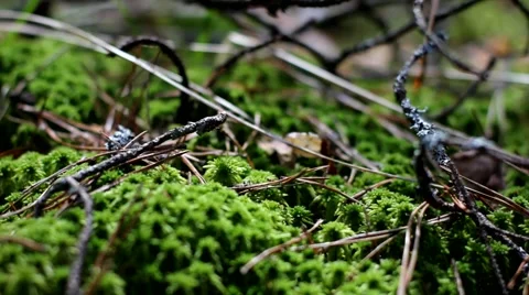 Moss in the wood Video stock 64053795